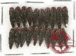 Scientific lot no. 54 Buprestidae (Agrilus sp.) (20 pcs)