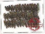 Scientific lot no. 56 Buprestidae (Agrilus spp.) (44 pcs A, A-, A2)