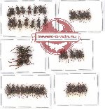 Scientific lot no. 237 Curculionidae (48 pcs - 7 pcs A2)