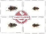 Scientific lot no. 239 Carabidae (Craspedophorus) (4 pcs)