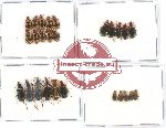 Scientific lot no. 250 Carabidae (26 pcs)