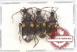 Scientific lot no. 248 Carabidae (Craspedophorus spp.) (3 pcs A2)