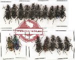 Scientific lot no. 258 Carabidae (17 pcs - 2 pcs A2)