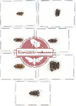 Scientific lot no. 54 Eucnemidae (12 pcs)