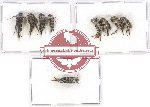 Scientific lot no. 29 Mordellidae (9 pcs)