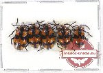 Scientific lot no. 186 Chrysomelidae (5 pcs)