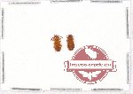 Laemophloeidae Scientific lot no. 8 (2 pcs)