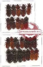 Scientific lot no. 57 Passalidae (24 pcs)