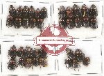 Scientific lot no. 362 Coprophaga (36 pcs)