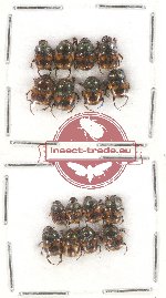 Scientific lot no. 365 Coprophaga (16 pcs)