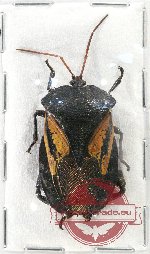 Oncomeris flavicornis gigantea (A2)