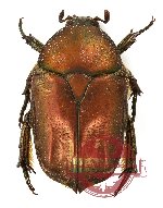 Protaetia (Autoprotaetia) bipunctata