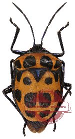 Poecilocoris childreni White, 1839