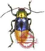 Chrysomelidae sp. 43