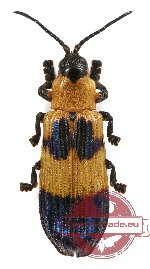 Chrysomelidae sp. 41 (3 pcs A2)