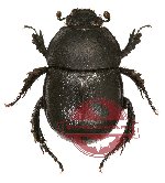 Odontotrypes semenovi