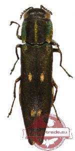 Agrilus sp. 30