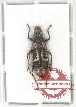 Derolus argenteosignatus