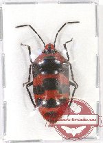 Scutellarinae sp. 39