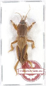 Gryllotalpidae sp. 5