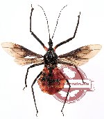 Velinus rufiventris Hsiao, 1979 (SPREAD)