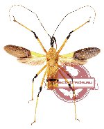 Velinus nigrigenus Amyot and Servillei, 1843 (SPREAD)