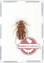 Cebrionidae sp. 3