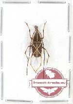 Anthribidae sp. 1AB (A-)