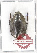 Gyrinidae - Dineutus regimbarti