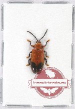 Chrysomelidae sp. 55