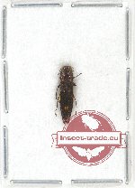 Agrilus sp. 43 (A2)