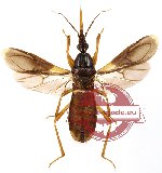 Sirthenea sp. 1 (A-) (SPREAD)