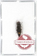 Agrilus sp. 39