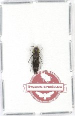 Agrilus sp. 42