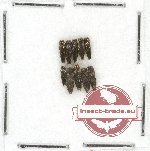 Scientific lot no. 50 Buprestidae (Agrilus, Endelus spp.) (10 pcs)