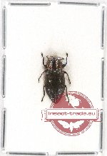 Chrysobothris (s.str.) philippinensis ssp. ?