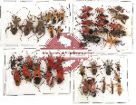Scientific lot no. 2 Heteroptera (44 pcs)