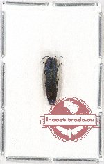 Agrilus sp. 52