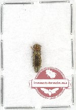 Agrilus sp. 50