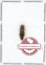 Agrilus sp. 53