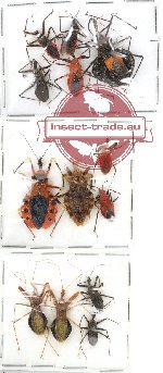 Scientific lot no. 3 Heteroptera (13 pcs)