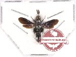 Hymenoptera sp. 104