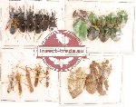 Scientific lot no. 4 Heteroptera (26 pcs)