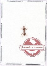 Formicidae sp. 68
