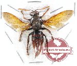 Vespa sp. 10 (A-)
