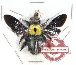 Xylocopa sp. 11 (5 pcs)