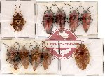 Scientific lot no. 7 Heteroptera (10 pcs)
