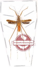 Heteroptera sp. 69A (A-)