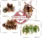 Scientific lot no. 8 Heteroptera (17 pcs)