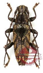 Tmesisternus ornatus